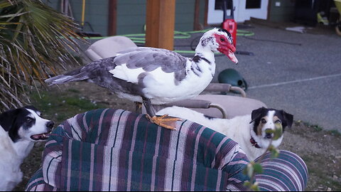 "Help Hooman I am Surrounded By Dogs" Signed, The Duck