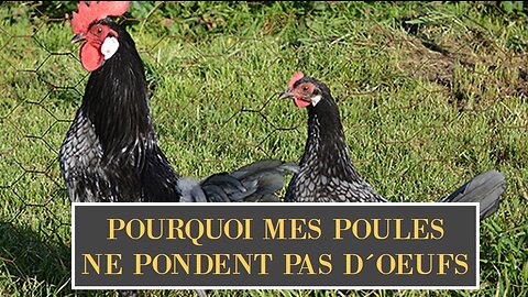 Pourquoi mes poules ne pondent PAS d'œufs et que faire pour qu'elles pondent à nouveau tutoriel