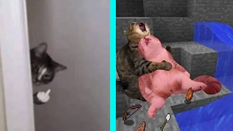 BEST DANK CAT MEMES COMPILATION OF 2020 PART 1 (from TikTok)