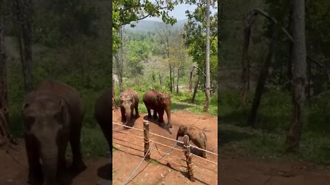 Elefantes Brincando com Agua da Mangueira #shorts