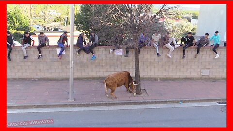 EL VILLAR DE ARNEDO ( LA RIOJA ) TARDE VACAS CALLE ( DOMINGO 26 MARZO 2023 ) GANAD.ALFONSO BASARTE