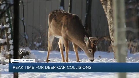 AAA Oklahoma: Stay alert for possible deer-car collisions