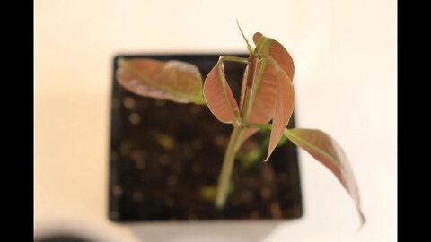 Growing Mango from seeds