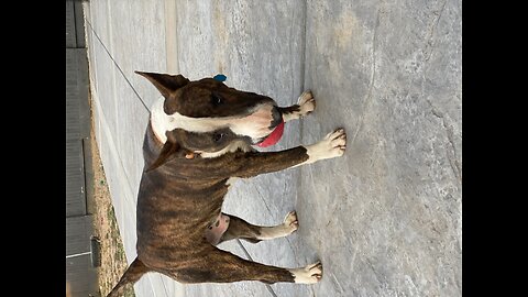 Bull terrier dog tricks #dog #bullterrier