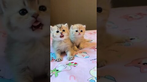 Top Video Cute Baby Cat