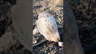 Female brown guinea fowl