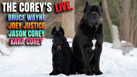 Jason Corey LIVE Cane Corso Let's Talk