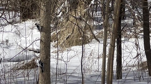 Red-Bellied woodpecker