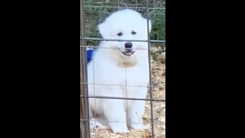 Prince Arthur Shows Off His Training; *Surviving a Hail Storm & *Fence Training! 🦅🌎🛡️