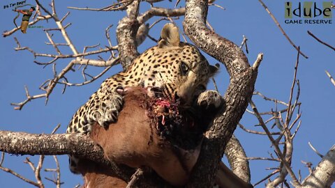 Leopards Join Up For A Meal? (Torchwood Male, Scotia Female and Ravenscourt Male)