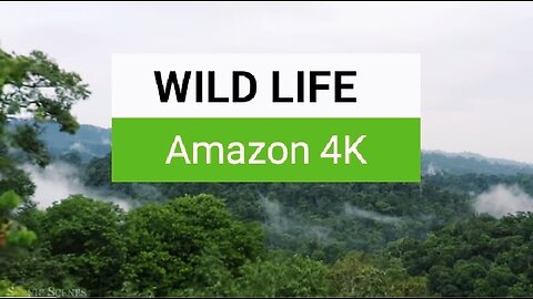 Amazing Scene of Wild Animals In 4K - Scenic Relaxation Film