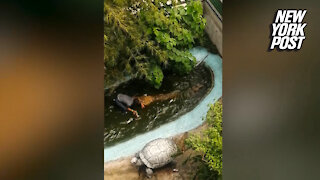 Crocodile bites man taking selfie with 'plastic' croc