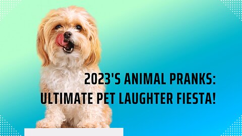 Funniest Animals 2023 😂 Funny Dogs and Cats Videos