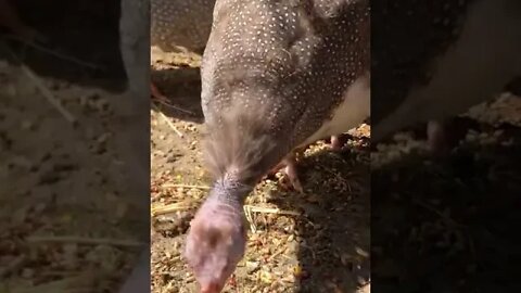 Long discussion about the guinea fowl keets health. Our older brown guinea fowl is sick.