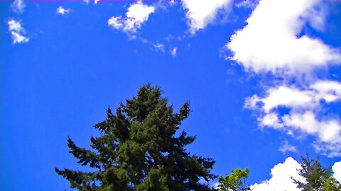 IECV TLV #26 - 👀 The Pine Tree Shaking And The Clouds Moving Over ☁☁☁4-28-2019