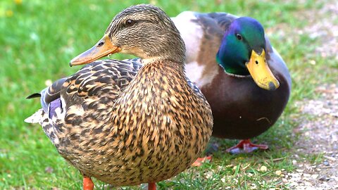 My Favorite Mallard Duck Couple Having Some Oats for Breakfast