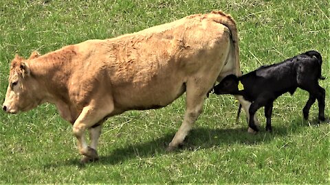 Newborn calf follows mother cow, adorably trying to drink milk