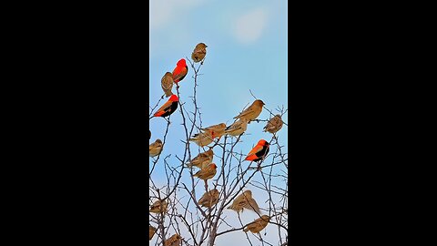 Enjoying a peaceful moment in nature 🌿🐦 #BirdWatching #NatureLover #SereneScenes