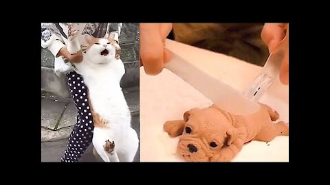 Funny cat and dog home_OMG So Cute Cats ♥ Best Funny Cat Videos 2022