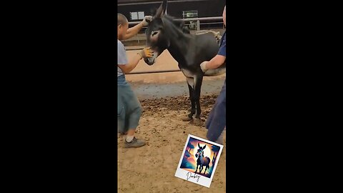 Donkey Hoof Cleaning & Restore #animals #satisfyingcleaning #trending #rumblereels #shorts #viral