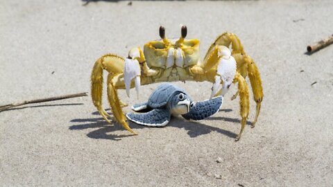 Baby sea turtle battles crab caught on my camera