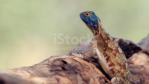 Colorful Ground Agama Basking Under The Sun. closeup shot