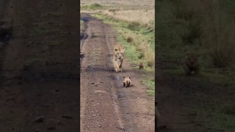 Lion Cub Gets A Lift #shorts