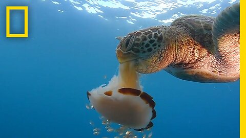 See a Sea Turtle Devour a Jellyfish Like Spaghetti