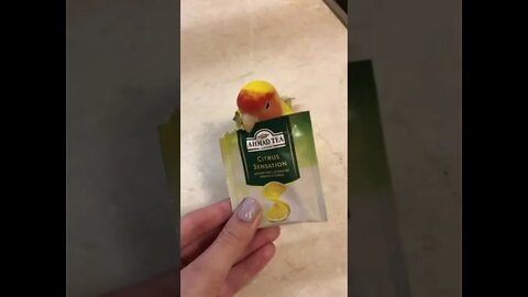 Parrot helps owner prepare her tea