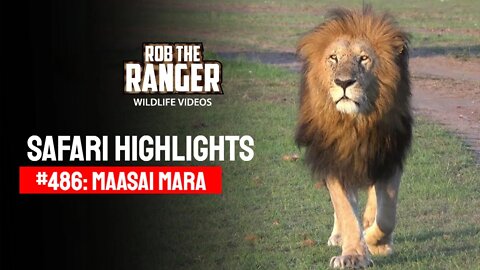 Safari Highlights #486: 24th October 2017 | Maasai Mara/Zebra Plains | Latest Wildlife Sightings