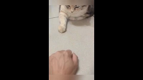 cat fanny videos 🐈..!!