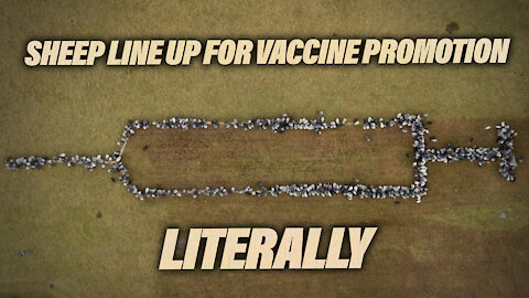 Sheep Line Up For Vaccine Promotion... Literally