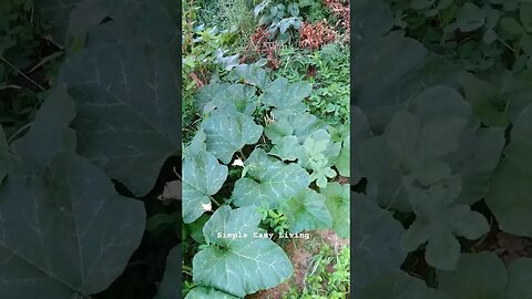 Beautiful Melon Plant in my Garden #gardening Simple Easy Living