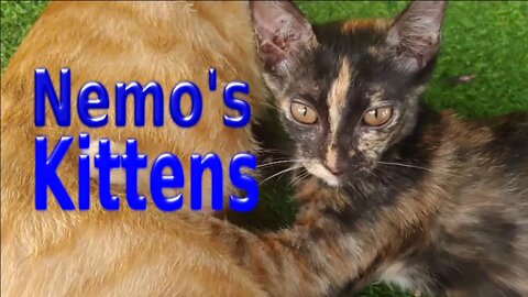 Nemo's Coffee Shop Kittens - these little guys are just cute! (Cat's Life)