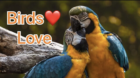 Story of birds love ❤️❤️❤️