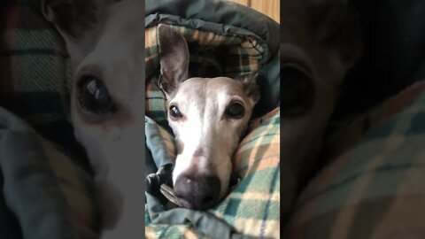 Cute whippet cuddled up in winter cold 💕