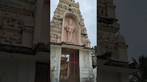 Small cow standing beside Saibaba temple,#shortvideo,#cow,#saibabatemple,#animal,#animallover,#gai