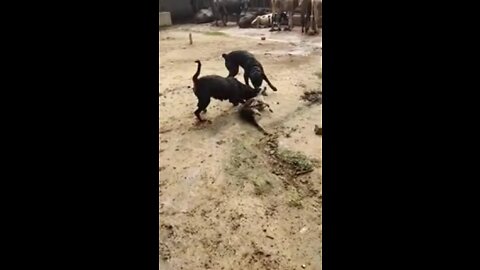 Rottweiler Dog Fight in India