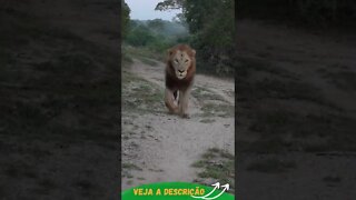 PASSAROS ASSUSTAM O LEÃO DESTRAIDO #shorts #animals #planetaanimalshorts