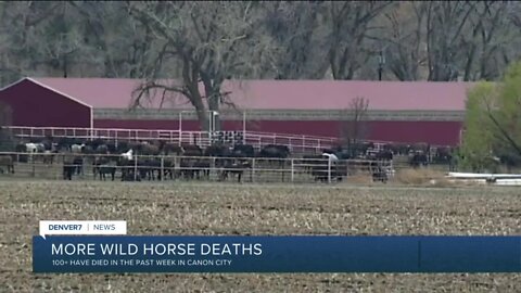 Additional wild horse deaths reported at Cañon City facility