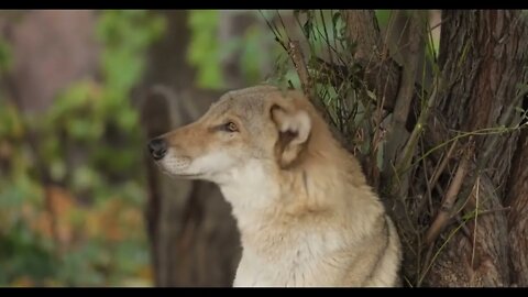 Wolf (Canis lupus), also known as the gray wolf is the largest extant member of the family Canidae