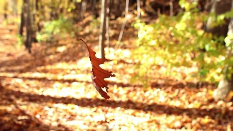 Beachfront B roll Dancing Leaf Royalty Free Footage