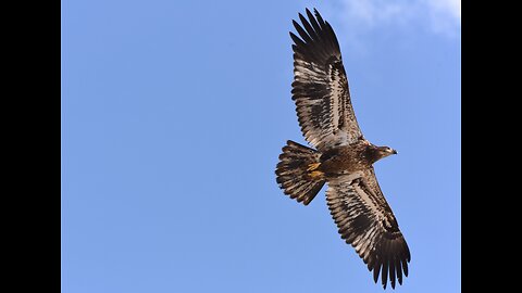 Eagle eating a large fish