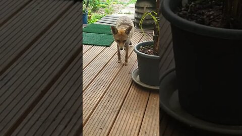 🦊Ajax the urban #fox makes a rare early morning visit to our back door to say hello !