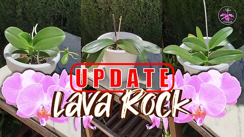 Phalaenopsis Orchid RESCUE🪴💪🏼 | Success with Lava Rock? | 12 month UPDATES #ninjaorchids