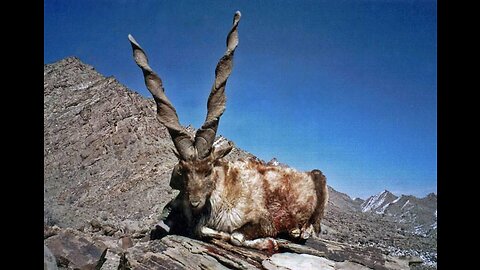 MARKHOR HUNTING... THE ULTIMATE ADVENTURE.!