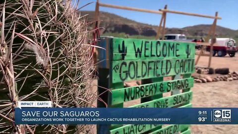 More than a thousand saguaro replanted at Bush Fire burn scar