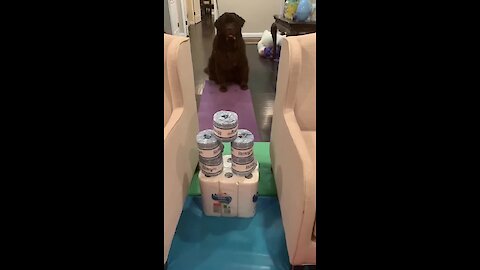 Huge Newfie attempts the toilet paper challenge