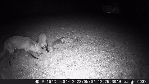 Trail Camera: Fox 🦊