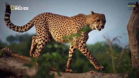 National Geographic National Fastest Animals Running Wildlife Animal